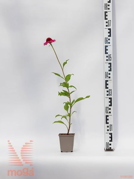 Echinacea purpurea "Delicious Candy" |P9