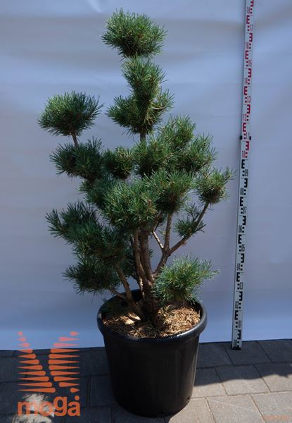 Pinus sylvestris "Watereri" |125-150|pon-pon|C