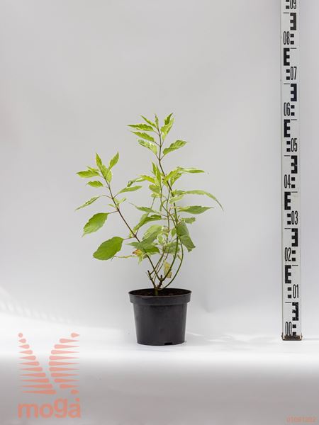 Cornus alba "Elegantissima" |20-40|C2