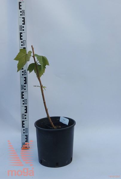 Ribes nigrum "Titania" |40-60|C2