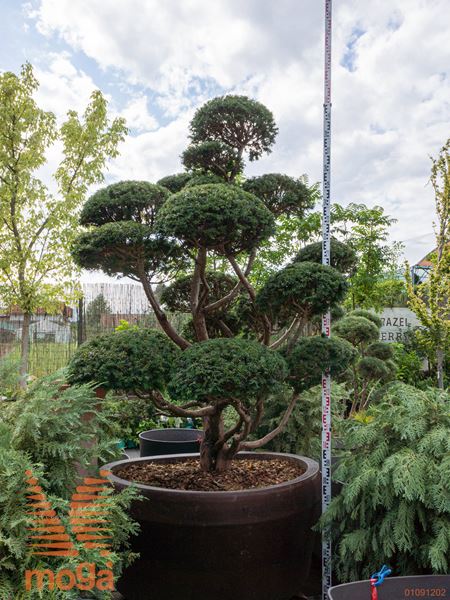 Taxus baccata |260|FI:220|bonsai - oblika|C/JUMBO800