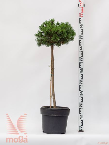 Pinus mugo "Mops Dunkel" |1/4 deblo|FI:15-20|C