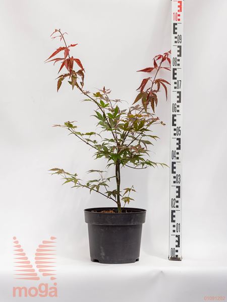 Acer palmatum "Atropurpureum" |40-60|C4,5