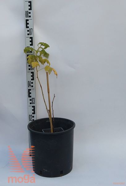 Rubus idaeus "Golden Everest" |30-40|P17