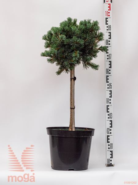 Pinus parviflora "Negishi" |1/4 deblo|C10