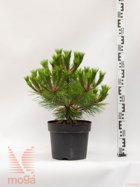 Pinus densiflora "Low Glow" |20-40|C5