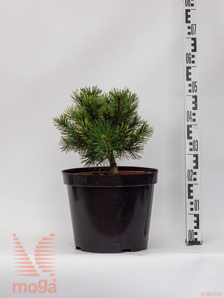 Pinus mugo "Sunshine" |30-40|C10