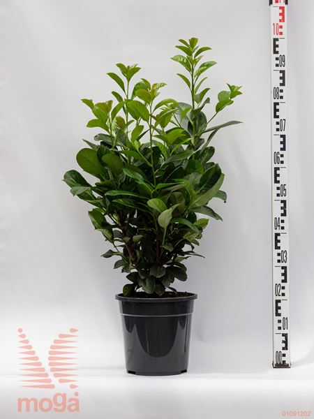 Prunus laurocerasus "Etna" ®™ |50-60|C5