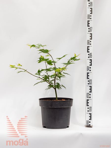 Acer palmatum "Osakazuki" |40-60|C4,5