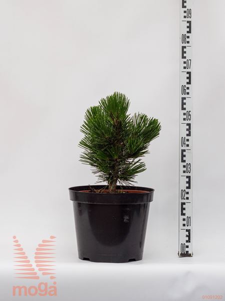 Pinus leucodermis "Little Dracula" |20-40|C10