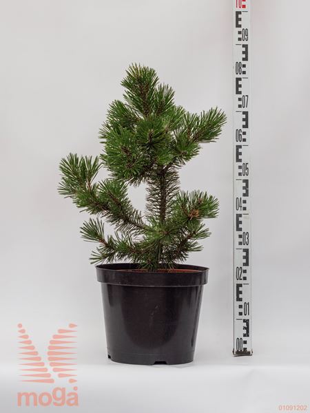 Pinus leucodermis "Dolce Dorme" |30-50|C10