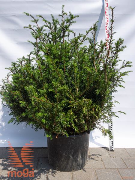 Taxus baccata |100-125|extra|C