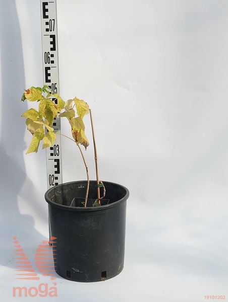 Rubus idaeus "Fallgold" |40-60|P15