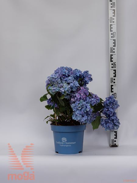 Hydrangea macrophylla "Endless Summer Bloom Star" ® |30-40|živo roza|C5