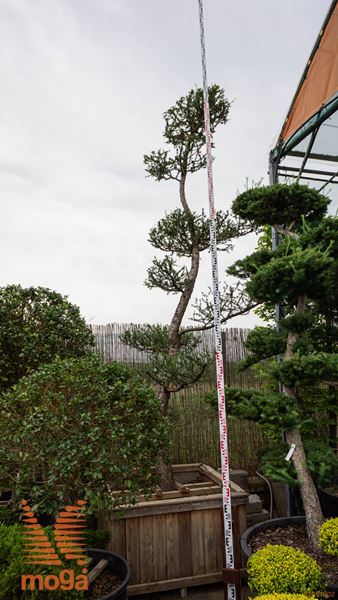 Larix decidua |450-500|bonsai - oblika|C86x86x64