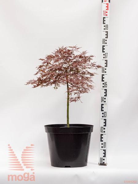 Acer palmatum "Dissectum Stella Rossa" |1/4 deblo|FI:50-60|C