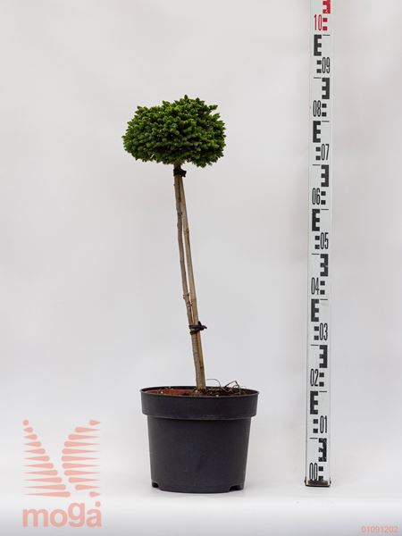 Picea orientalis "Professor Langner" |1/4 deblo|FI:20-30|C5