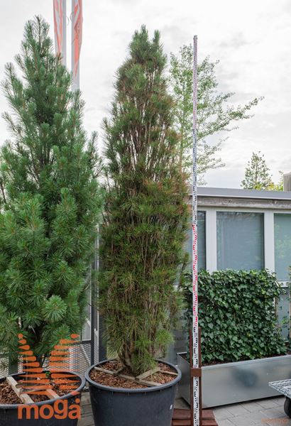 Pinus nigra "Fastigiata" |300-350|extra|C