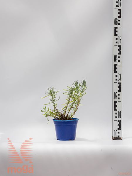 Lavandula angustifolia "Hidcote" |P14