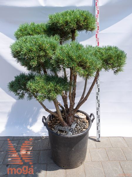 Pinus sylvestris "Watereri" |100-125|bonsai - oblika|C