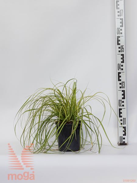 Carex oshimensis "Evergold" |P17