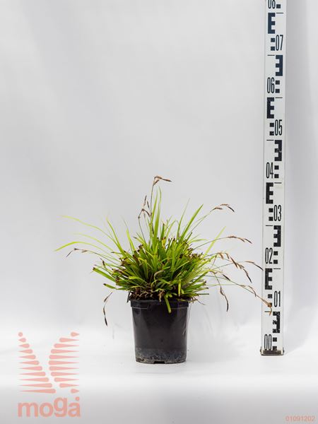 Carex oshimensis "Evergreen" |P17