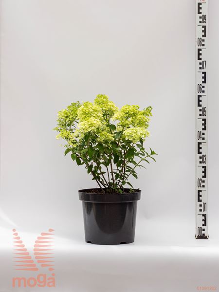 Hydrangea paniculata "Bobo" |40-60|C5
