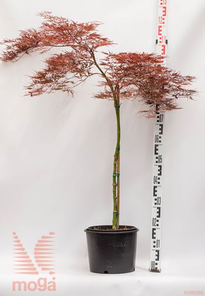 Acer palmatum "Stella Rossa" |1/2 deblo|FI:60-80|C