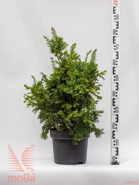 Taxus baccata "Semperaurea" |40-60|C