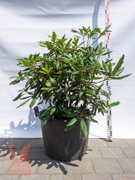 rododendron "Marcel Menard"