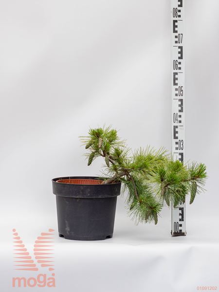 Pinus strobus "Connecticut Slate" |20-40|C5