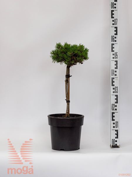 Pinus uncinata "Süße Perle" |mini deblo|FI:15-20|C4