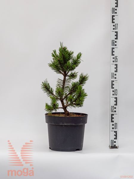 Pinus leucodermis "Dolce Dorme" |20-40|C5