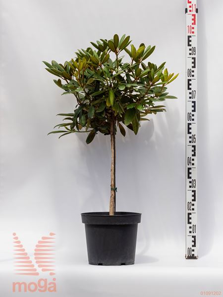 Rhododendron "Kalinka" |1/4 deblo|P26