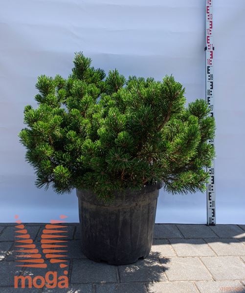 Pinus mugo "Laurin" |60-80|C