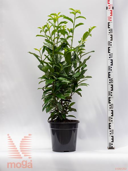 Prunus laurocerasus "Genolia" ® |60-80|P