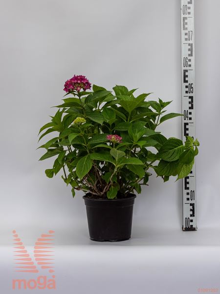 Hydrangea macrophylla "Hovaria Hobergine" |20-40|P19