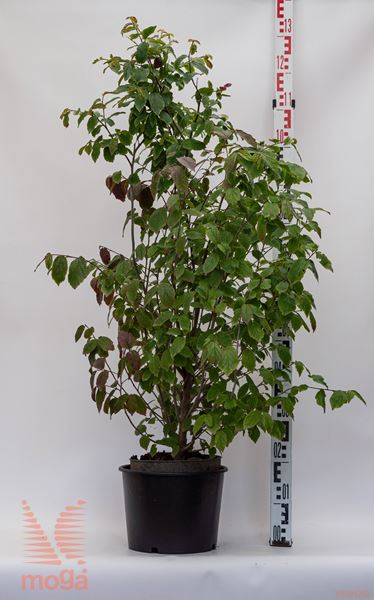 Parrotia persica "Persian Spire" ® |100-125|C