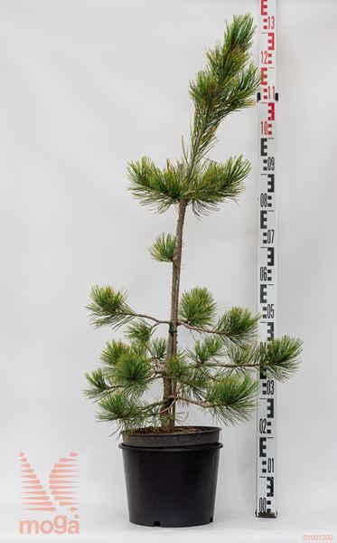 Pinus cembra "Aurea" |80-100|C7,5