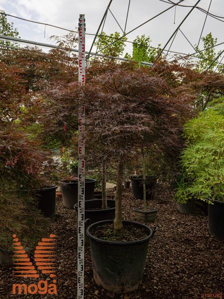 Acer palmatum "Dissectum Stella Rossa" |125-150|1/2 deblo|FI:150-175|C