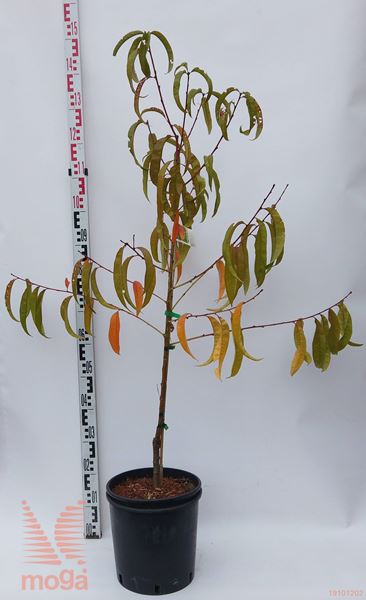 Prunus persica "Redhaven" |100-150|GF 677|večletna sadika|C