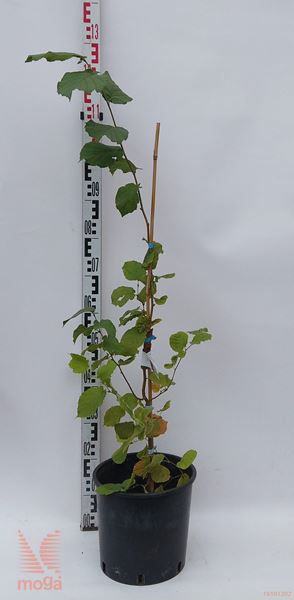 Corylus avellana "Tonda Gentile Romana" |40-60|C