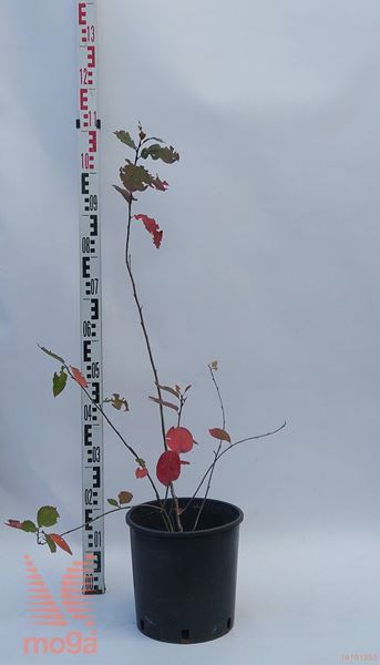 Aronia prunifolia "Viking" |20-40|C