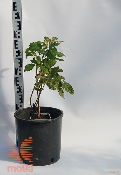 Rubus idaeus "Tulameen" |30-40|P17