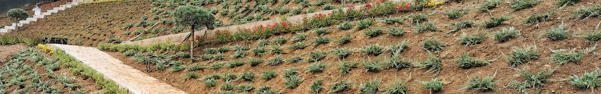 Pflanzung und Gartengestaltung
